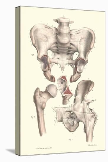 Bones of the Pelvis, Lower Spine, and Upper Leg-Found Image Press-Stretched Canvas