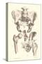 Bones of the Pelvis, Lower Spine, and Upper Leg-Found Image Press-Stretched Canvas