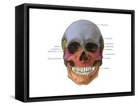 Bones of the Skull (Anterior)-Evan Oto-Framed Stretched Canvas