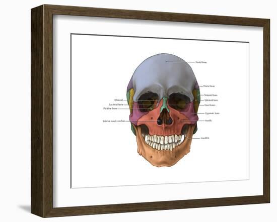 Bones of the Skull (Anterior)-Evan Oto-Framed Art Print