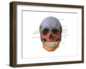 Bones of the Skull (Anterior)-Evan Oto-Framed Art Print