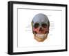 Bones of the Skull (Anterior)-Evan Oto-Framed Art Print