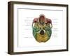 Bones of the Skull (Inferior)-Evan Oto-Framed Art Print