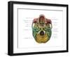 Bones of the Skull (Inferior)-Evan Oto-Framed Art Print