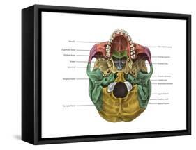 Bones of the Skull (Inferior)-Evan Oto-Framed Stretched Canvas