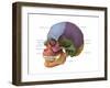 Bones of the Skull (Lateral)-Evan Oto-Framed Art Print