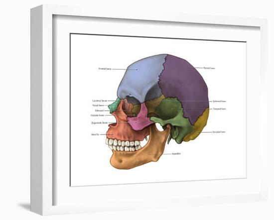 Bones of the Skull (Lateral)-Evan Oto-Framed Art Print