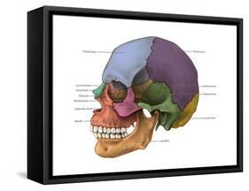 Bones of the Skull (Lateral)-Evan Oto-Framed Stretched Canvas