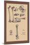 Bones with Tools-Andreas Vesalius-Mounted Art Print