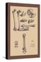 Bones with Tools-Andreas Vesalius-Stretched Canvas