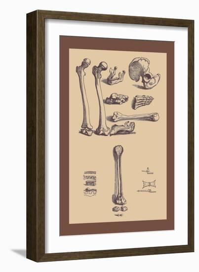 Bones with Tools-Andreas Vesalius-Framed Art Print