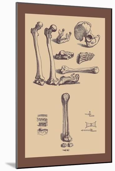 Bones with Tools-Andreas Vesalius-Mounted Art Print