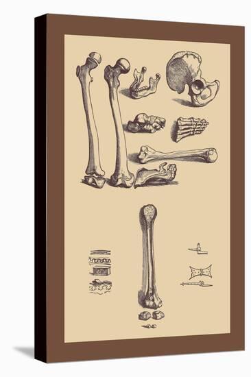 Bones with Tools-Andreas Vesalius-Stretched Canvas