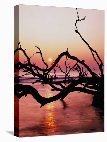 Boneyard Beach on Wassaw Island-James Randklev-Stretched Canvas