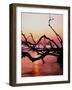 Boneyard Beach on Wassaw Island-James Randklev-Framed Photographic Print