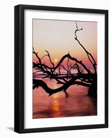 Boneyard Beach on Wassaw Island-James Randklev-Framed Photographic Print