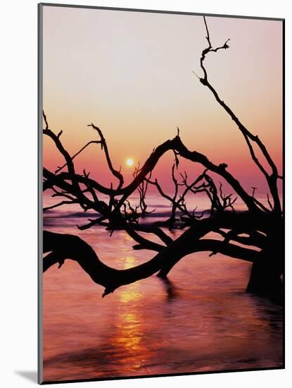 Boneyard Beach on Wassaw Island-James Randklev-Mounted Photographic Print