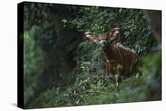 Bongo (Tragelaphus Eurycerus) Mbomo-Pete Oxford-Stretched Canvas