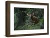 Bongo (Tragelaphus Eurycerus) Mbomo-Pete Oxford-Framed Photographic Print