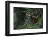 Bongo (Tragelaphus Eurycerus) Mbomo-Pete Oxford-Framed Photographic Print