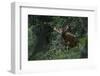 Bongo (Tragelaphus Eurycerus) Mbomo-Pete Oxford-Framed Photographic Print