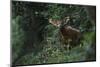 Bongo (Tragelaphus Eurycerus) Mbomo-Pete Oxford-Mounted Photographic Print