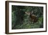 Bongo (Tragelaphus Eurycerus) Mbomo-Pete Oxford-Framed Photographic Print