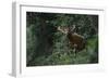 Bongo (Tragelaphus Eurycerus) Mbomo-Pete Oxford-Framed Photographic Print