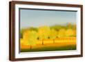 Brown Frame