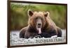 Bonners Ferry, Idaho - Grizzly Bear with Tongue Out-Lantern Press-Framed Art Print