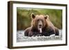 Bonners Ferry, Idaho - Grizzly Bear with Tongue Out-Lantern Press-Framed Art Print