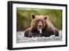 Bonners Ferry, Idaho - Grizzly Bear with Tongue Out-Lantern Press-Framed Art Print