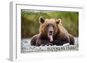 Bonners Ferry, Idaho - Grizzly Bear with Tongue Out-Lantern Press-Framed Art Print