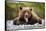 Bonners Ferry, Idaho - Grizzly Bear with Tongue Out-Lantern Press-Framed Stretched Canvas