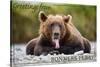 Bonners Ferry, Idaho - Grizzly Bear with Tongue Out-Lantern Press-Stretched Canvas