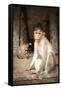 Bonnet Macaque (Macaca Radiata) Adults and Baby in Temple, Hampi, Karnataka, India, July-Paul Williams-Framed Stretched Canvas