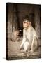 Bonnet Macaque (Macaca Radiata) Adults and Baby in Temple, Hampi, Karnataka, India, July-Paul Williams-Stretched Canvas