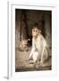 Bonnet Macaque (Macaca Radiata) Adults and Baby in Temple, Hampi, Karnataka, India, July-Paul Williams-Framed Photographic Print