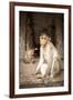 Bonnet Macaque (Macaca Radiata) Adults and Baby in Temple, Hampi, Karnataka, India, July-Paul Williams-Framed Photographic Print