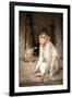 Bonnet Macaque (Macaca Radiata) Adults and Baby in Temple, Hampi, Karnataka, India, July-Paul Williams-Framed Photographic Print