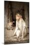 Bonnet Macaque (Macaca Radiata) Adults and Baby in Temple, Hampi, Karnataka, India, July-Paul Williams-Mounted Photographic Print