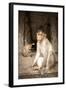 Bonnet Macaque (Macaca Radiata) Adults and Baby in Temple, Hampi, Karnataka, India, July-Paul Williams-Framed Photographic Print