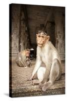 Bonnet Macaque (Macaca Radiata) Adults and Baby in Temple, Hampi, Karnataka, India, July-Paul Williams-Stretched Canvas