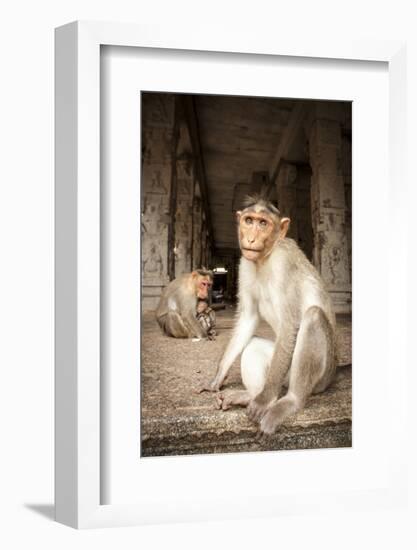 Bonnet Macaque (Macaca Radiata) Adults and Baby in Temple, Hampi, Karnataka, India, July-Paul Williams-Framed Photographic Print