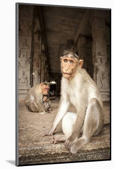 Bonnet Macaque (Macaca Radiata) Adults and Baby in Temple, Hampi, Karnataka, India, July-Paul Williams-Mounted Photographic Print