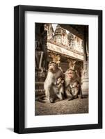 Bonnet Macaque (Macaca Radiata) Females Suckling Babies in Temple, Hampi, Karnataka, India, July-Paul Williams-Framed Photographic Print