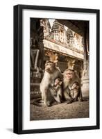 Bonnet Macaque (Macaca Radiata) Females Suckling Babies in Temple, Hampi, Karnataka, India, July-Paul Williams-Framed Photographic Print