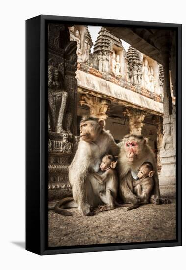 Bonnet Macaque (Macaca Radiata) Females Suckling Babies in Temple, Hampi, Karnataka, India, July-Paul Williams-Framed Stretched Canvas