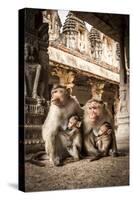 Bonnet Macaque (Macaca Radiata) Females Suckling Babies in Temple, Hampi, Karnataka, India, July-Paul Williams-Stretched Canvas