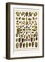 Bonnets, Muscreepers, Mud Snails, Red-Mouth Olives, Olive Shells, Cones-Albertus Seba-Framed Art Print